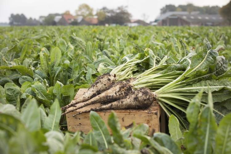Three chicory roots displayed on a wooden box amidst a chicory root field.