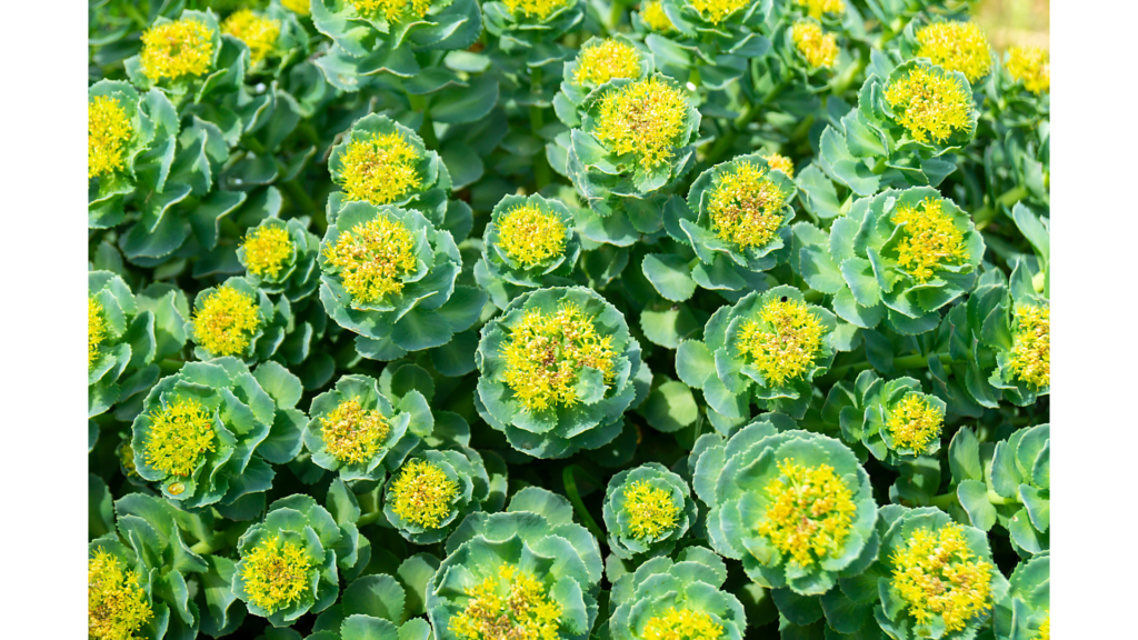 An image showcasing vibrant Rhodiola plants in their natural habitat, with lush green foliage and clusters of small yellow flowers.