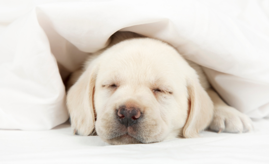 A white Labrador puppy peacefully asleep on a soft white blanket.