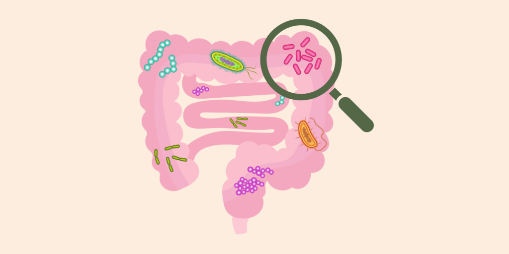 Close up view of the gastrointestinal tract with a magnifying glass revealing a diverse gut bacteria population.